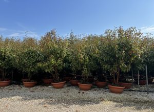 Photinia fraseri ‘Red Robin’ – meerstammige boom – Glansmispel – 180 cm