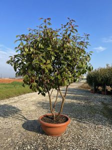 Photinia fraseri ‘Red Robin’ – meerstammige boom – Glansmispel – 180 cm