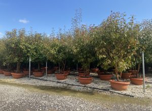 Photinia fraseri ‘Red Robin’ – meerstammige boom – Glansmispel – 180 cm