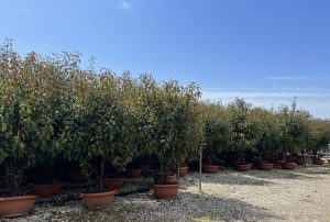 Photinia fraseri ‘Red Robin’ – meerstammige boom – Glansmispel – 180 cm