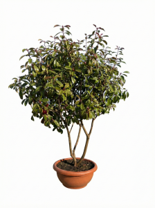 Photinia fraseri ‘Red Robin’ – meerstammige boom – Glansmispel – 180 cm