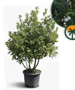 Osmanthus Aquifolium Multistam XL – 200 cm – Winterhard