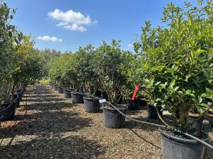Osmanthus Aquifolium Multistam XL – 200 cm – Winterhard