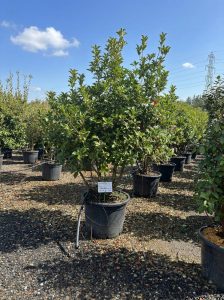 Osmanthus Aquifolium Multistam XL – 200 cm – Winterhard