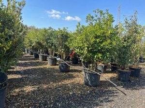 Osmanthus Aquifolium Multistam XL – 200 cm – Winterhard