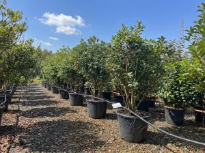 Osmanthus Aquifolium Multistam XL – 200 cm – Winterhard