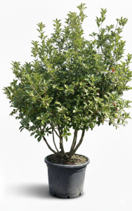 Osmanthus Aquifolium Multistam XL – 200 cm – Winterhard