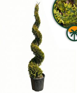 Leylandii Spiral – 240 cm – 35L – Winterhard