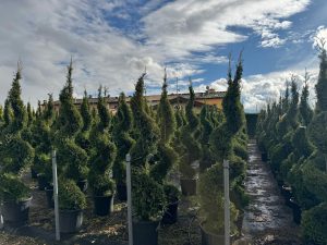 Leylandii Spiral – 240 cm – 35L – Winterhard