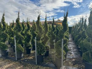 Leylandii Spiral – 240 cm – 35L – Winterhard