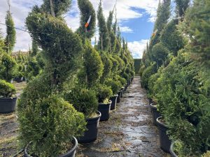 Leylandii Spiral – 240 cm – 35L – Winterhard