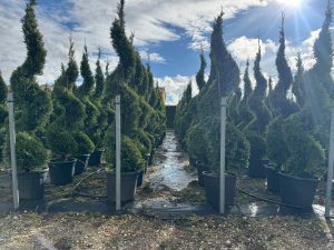 Leylandii Spiral – 240 cm – 35L – Winterhard