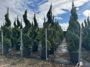 Leylandii Spiral – 240 cm – 35L – Winterhard