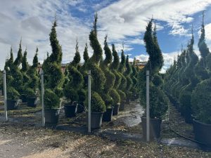 Leylandii Spiral – 240 cm – 35L – Winterhard