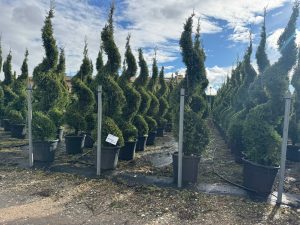 Leylandii Spiral – 240 cm – 35L – Winterhard