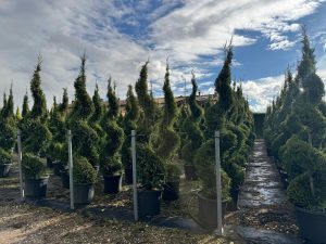 Leylandii Spiral – 240 cm – 35L – Winterhard