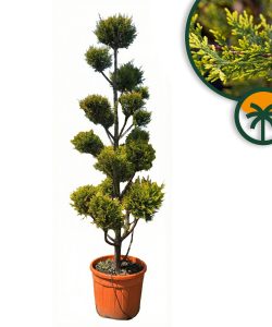 Cupressocyparis Leylandii Pom Pon – 220 cm