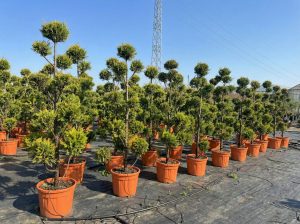 Cupressocyparis Leylandii Pom Pon – 220 cm