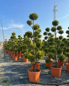 Cupressocyparis Leylandii Pom Pon – 220 cm