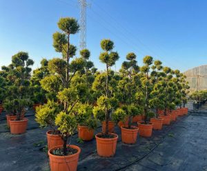 Cupressocyparis Leylandii Pom Pon – 220 cm
