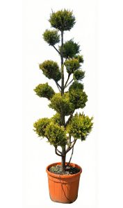 Cupressocyparis Leylandii Pom Pon – 220 cm