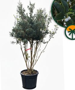 Osmanthus Ilicifolius Multistam XXL – 240 cm – Winterhard