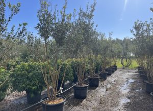 Osmanthus Ilicifolius Multistam XXL – 240 cm – Winterhard