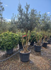 Osmanthus Ilicifolius Multistam XXL – 240 cm – Winterhard