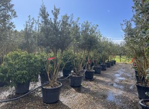 Osmanthus Ilicifolius Multistam XXL – 240 cm – Winterhard