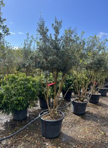 Osmanthus Ilicifolius Multistam XXL – 240 cm – Winterhard