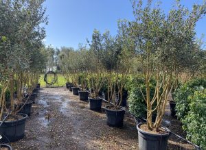 Osmanthus Ilicifolius Multistam XXL – 240 cm – Winterhard
