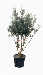 Osmanthus Ilicifolius Multistam XXL – 240 cm – Winterhard
