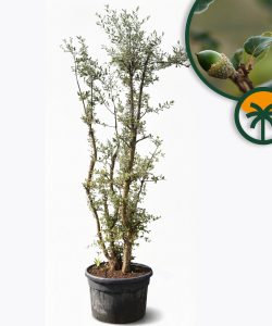 Quercus Suber Multistam - Kurkeik - 250cm