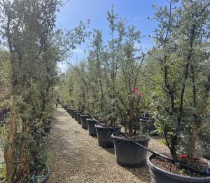 Quercus Suber Multistam - Kurkeik - 250cm