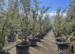 Quercus Suber Multistam - Kurkeik - 250cm