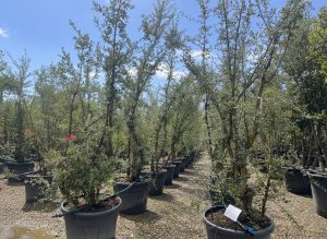 Quercus Suber Multistam - Kurkeik - 250cm
