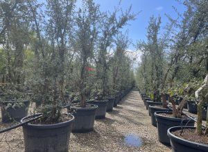 Quercus Suber Multistam - Kurkeik - 250cm