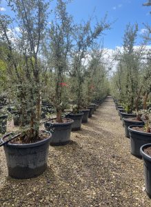 Quercus Suber Multistam - Kurkeik - 250cm