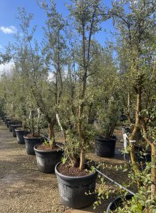 Quercus Suber Multistam - Kurkeik - 250cm