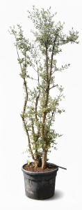 Quercus Suber Multistam - Kurkeik - 250cm