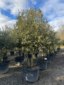 Quercus Ilex Multistam - Steeneik - 250cm