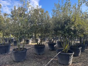 Quercus Ilex Multistam - Steeneik - 250cm