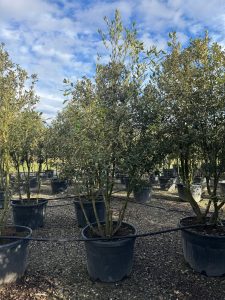 Quercus Ilex Multistam - Steeneik - 250cm