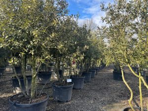 Quercus Ilex Multistam - Steeneik - 250cm