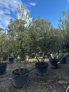 Quercus Ilex Multistam - Steeneik - 250cm