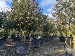 Quercus Ilex Multistam - Steeneik - 250cm