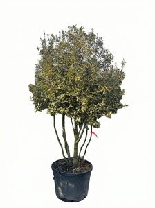 Quercus Ilex Multistam - Steeneik - 250cm