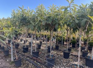 Japanse Wolmispel - Eriobotrya japonica - Loquat - 200 cm