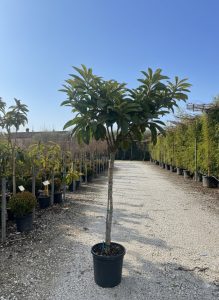 Japanse Wolmispel - Eriobotrya japonica - Loquat - 200 cm