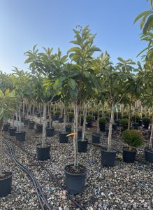 Japanse Wolmispel - Eriobotrya japonica - Loquat - 200 cm